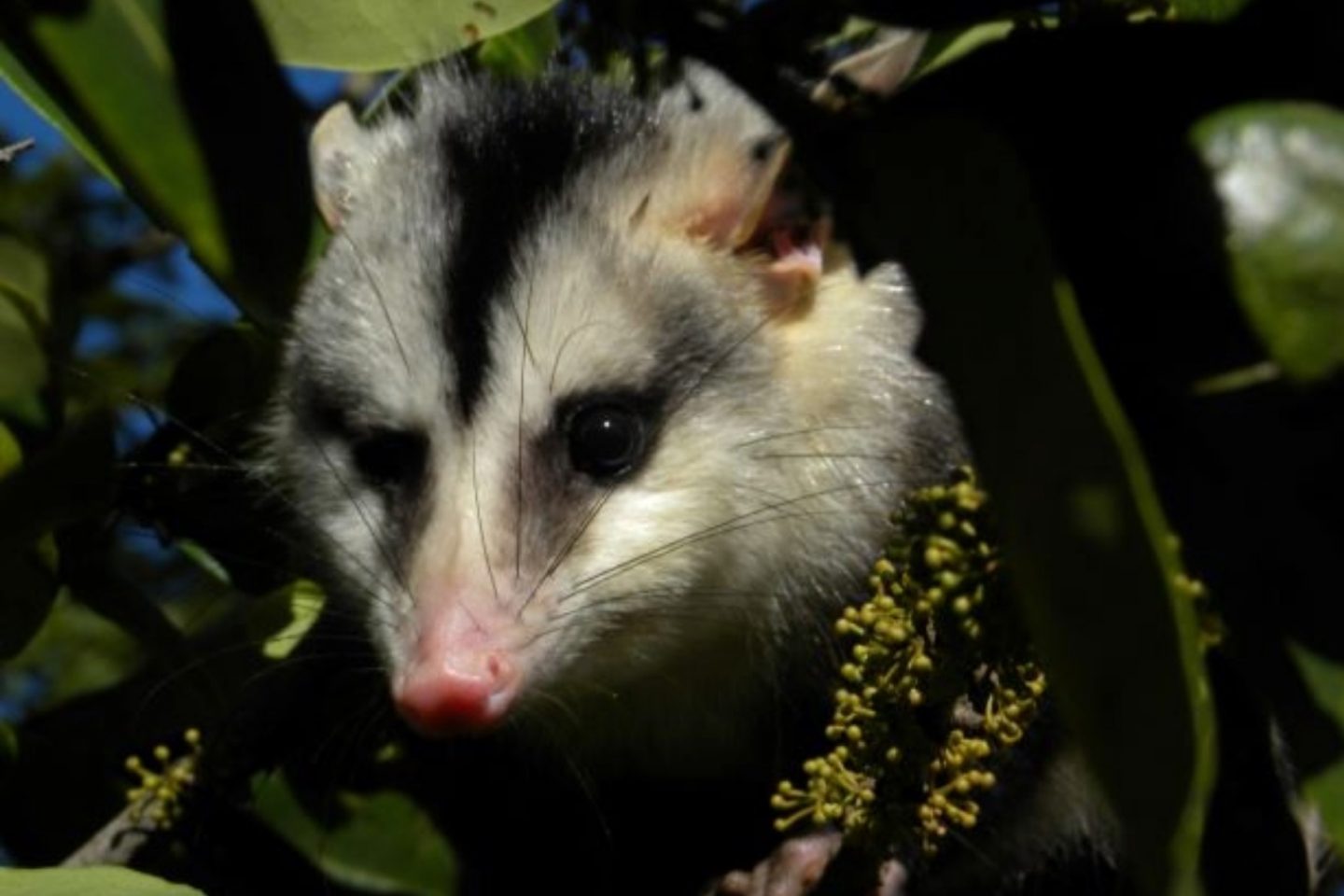 O gambá-de-orelha-branca ou saruê (Didelphis albiventris): uma das espécies que podem perder completamente seus hábitats na Caatinga por conta das mudanças climáticas (Foto: Mário R. Moura/Unicamp)