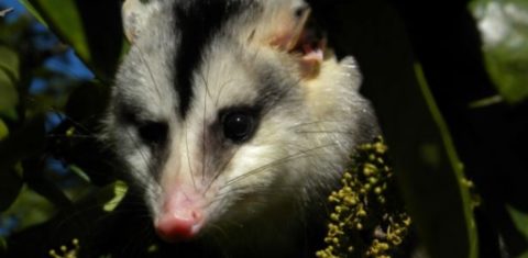 O gambá-de-orelha-branca ou saruê (Didelphis albiventris): uma das espécies que podem perder completamente seus hábitats na Caatinga por conta das mudanças climáticas (Foto: Mário R. Moura/Unicamp)