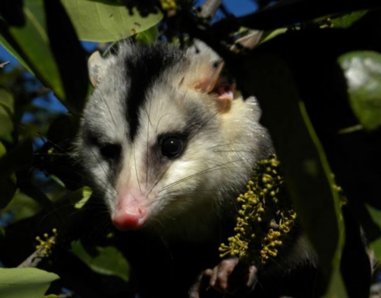 O gambá-de-orelha-branca ou saruê (Didelphis albiventris): uma das espécies que podem perder completamente seus hábitats na Caatinga por conta das mudanças climáticas (Foto: Mário R. Moura/Unicamp)