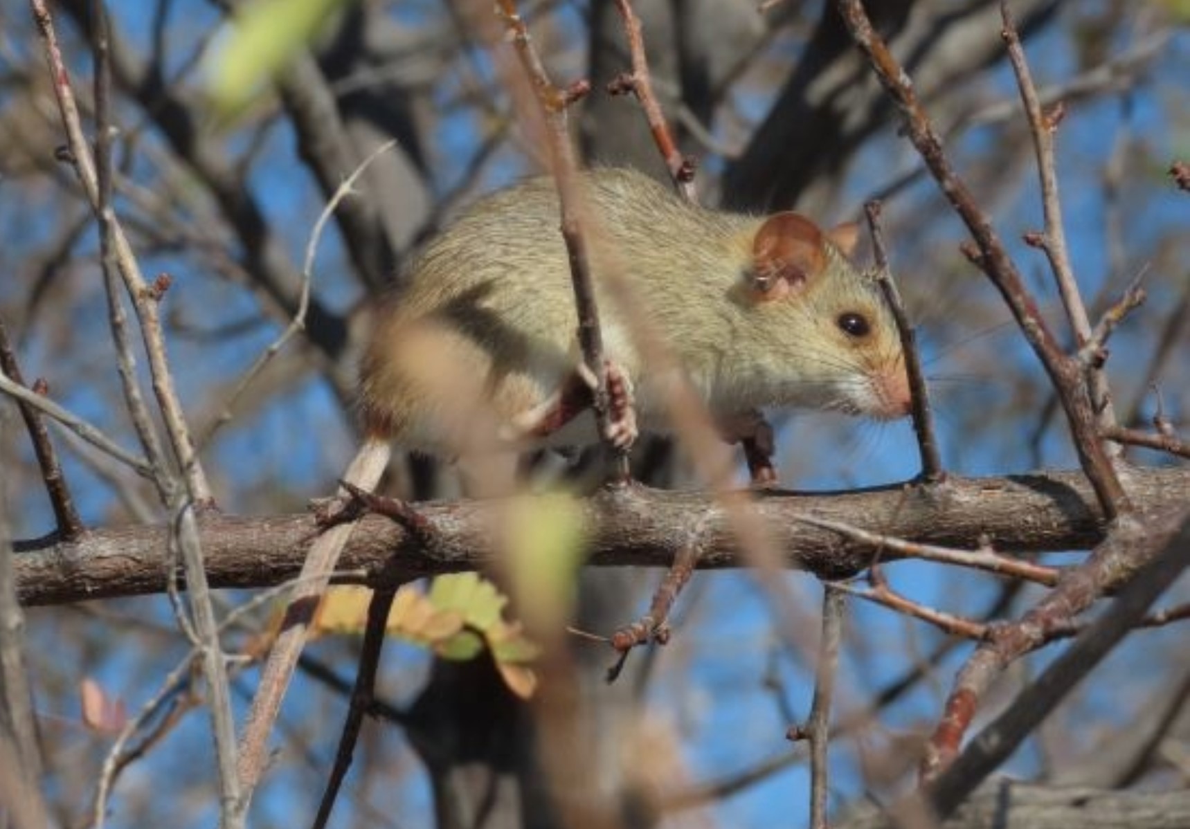 Rato-bico-de-lacre (Wiedomys pyrrhorhinos) faz parte dos 54% de pequenos mamíferos que serão mais prejudicadas com mudanças climáticas na Caatinga (Foto: Sarah Mângia / UFMS) 