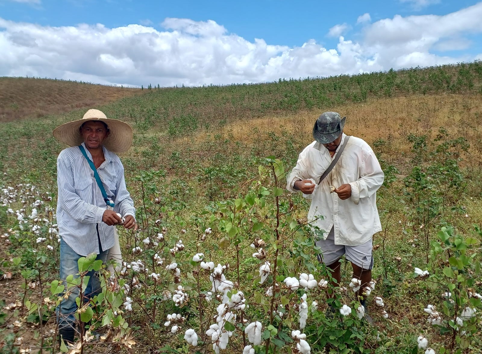 Plantação de algodão em Ingá na Paraíba: município já é referência no país como polo do algodão orgânico (Fotos: Yamê Reis)