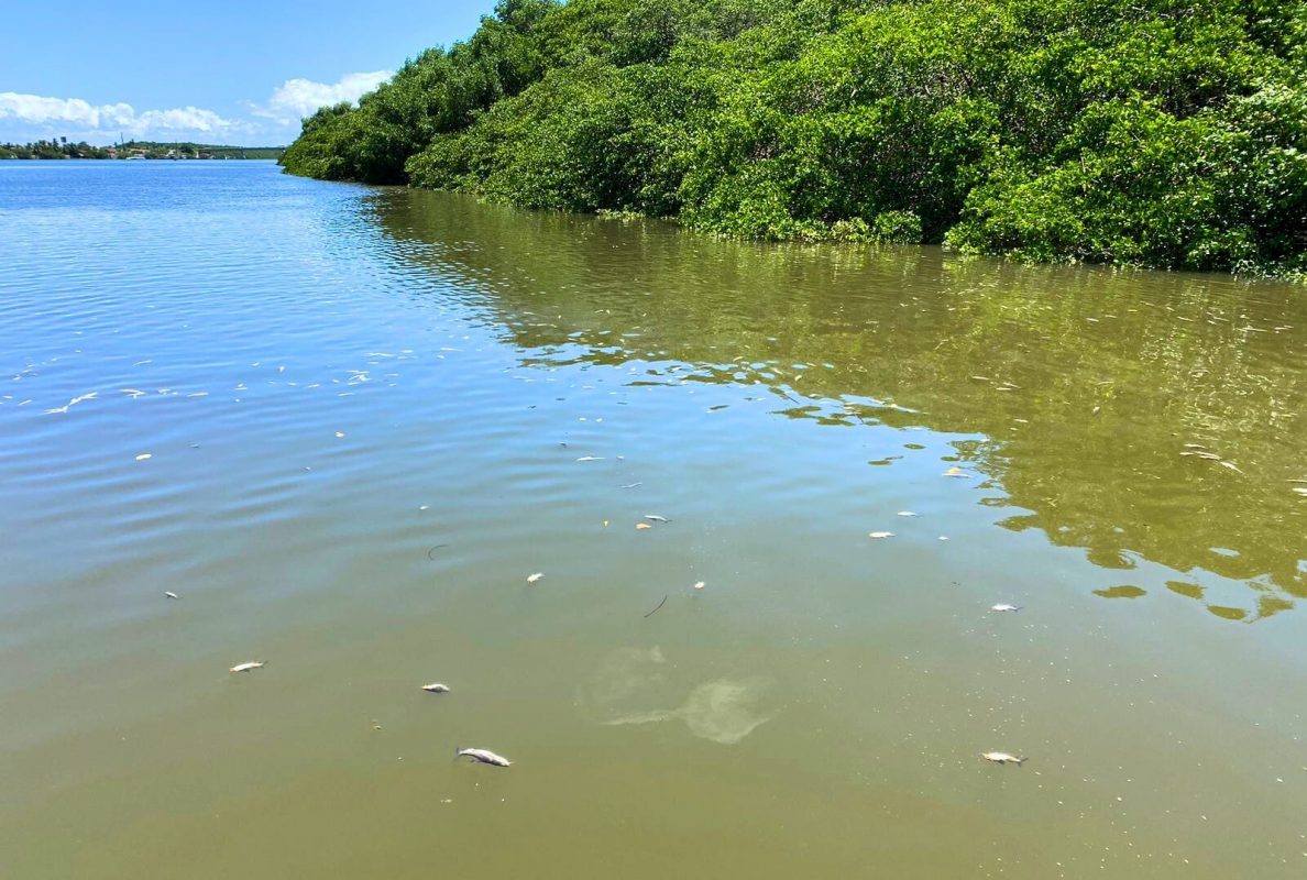 Peixes mortos no Rio Santo Antônio: laudo constatou que agrotóxicos foram responsáveis por mortandade na Costa dos Corais: maior área de preservação ambiental marinha costeira do Brasil (Foto: MPF-AL)