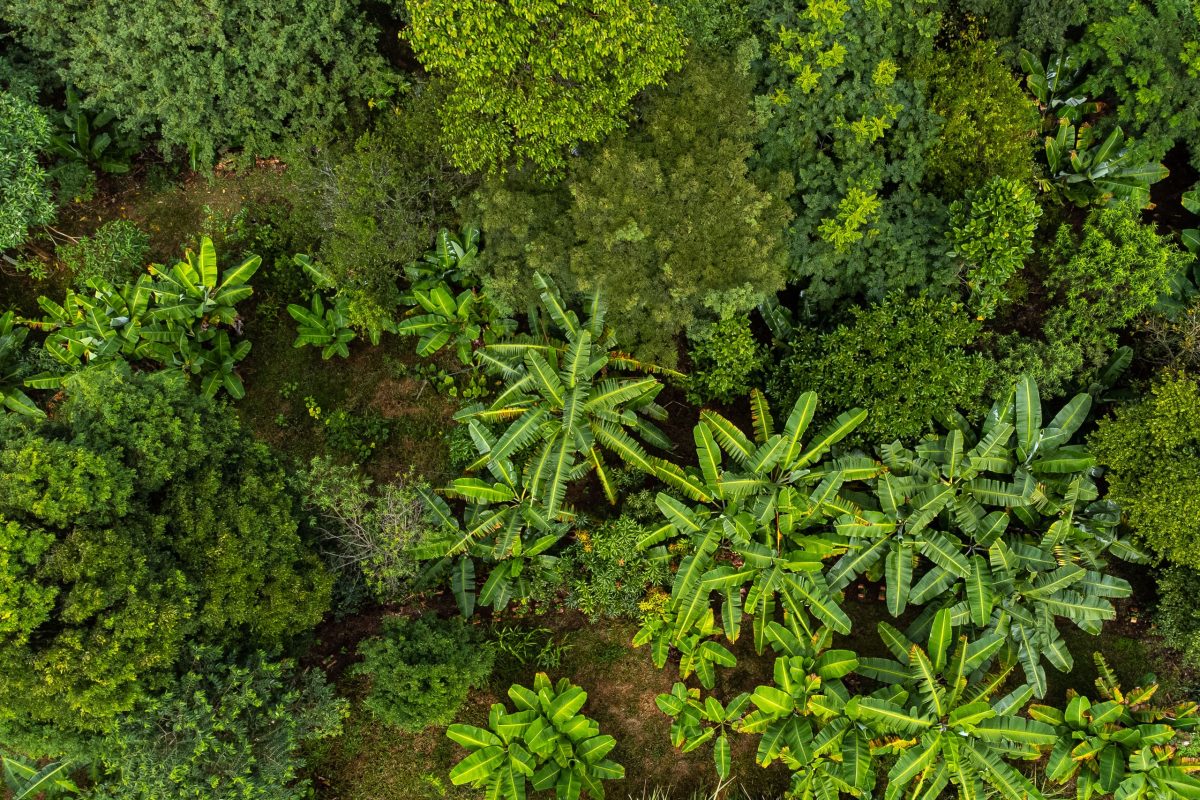 Vista aérea de plantação de bananeiras em agrofloresta em Nazaré Paulista, São Paulo. Os sistemas agroflorestais podem envolver o plantio de árvores no interior ou ao redor de pastagens. Também podem ser desenvolvidos em áreas de floresta. Foto Lucas Ninno/Diálogo Chino