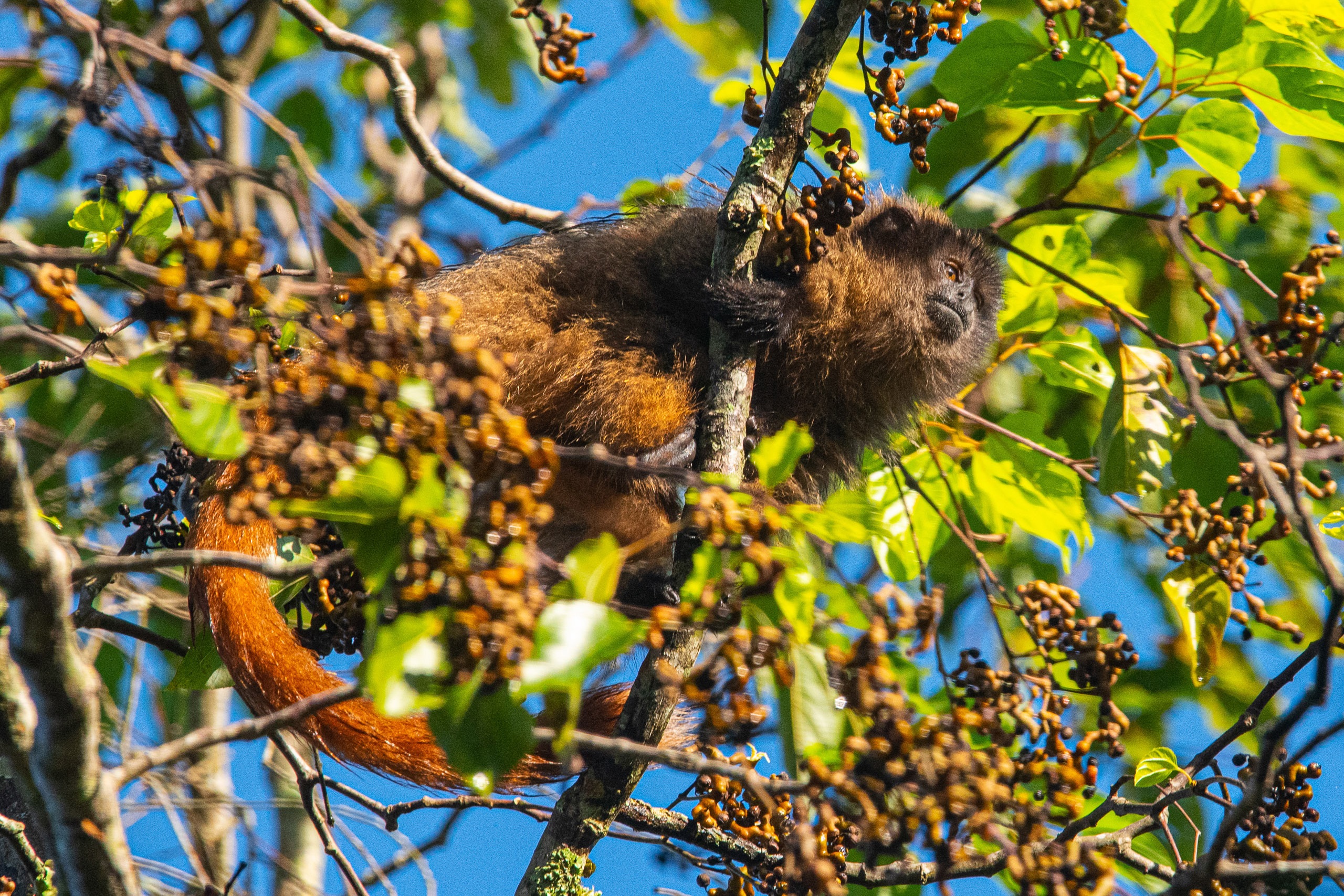 Macaco guigó, nativo da Mata Atlântica, colhe frutas em área reflorestada pelo IPÊ, em Nazaré Paulista. Foto Lucas Ninno/Diálogo Chino