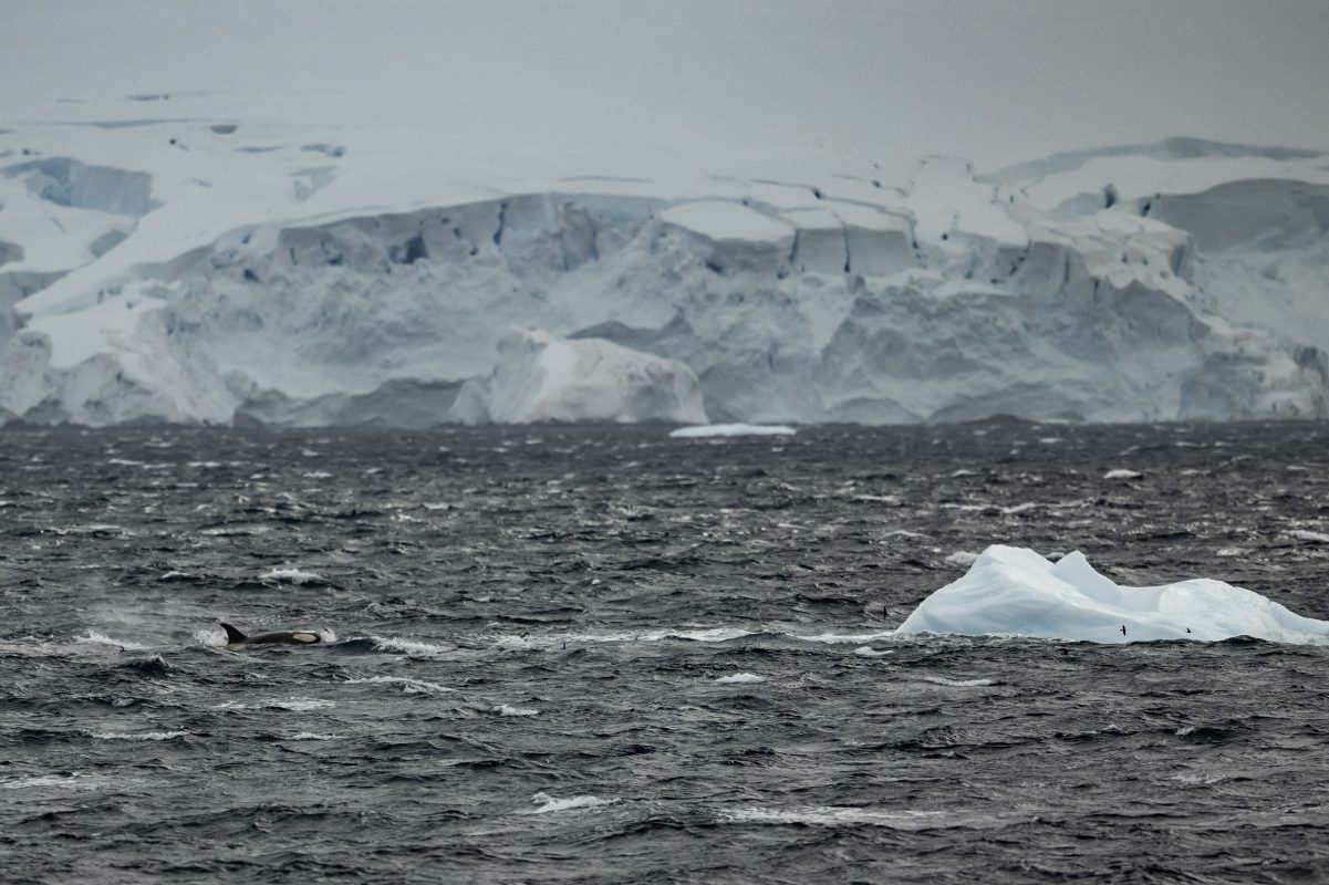 Icebergs são vistos ao redor da Ilha Horseshoe, na Antartida. Degelo atinge o menor nível desde o início das medições em 1979. Foto Anadolu Agency via AFP