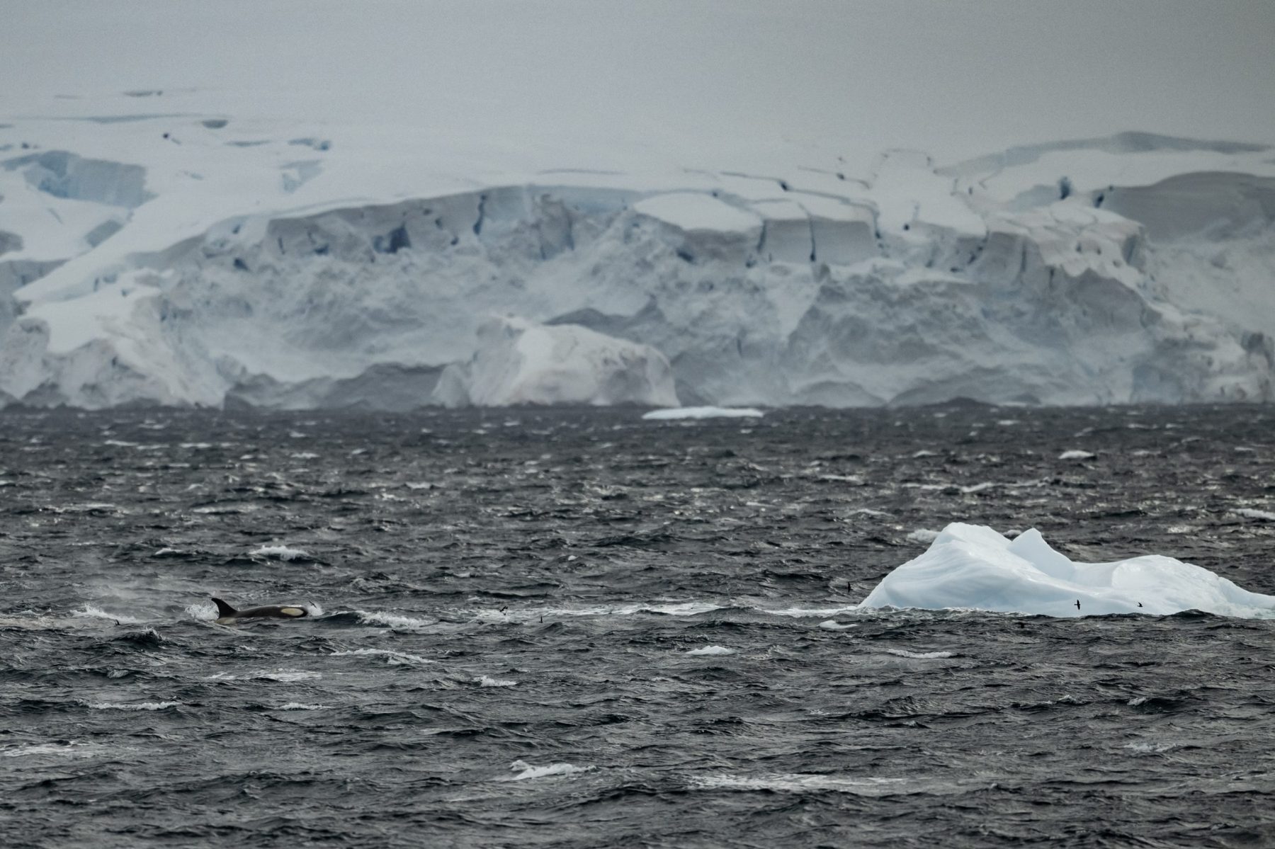 Quando a Antártida era verde: conheça o passado do continente