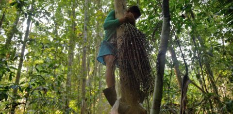 Um homem colhe açaí na reserva de Ituxi, perto da aldeia de Volta do Bucho na região da Amazônia Ocidental. Economia da Floresta em Pé pode elevar o PIB da região em quase 70%. Foto Carl de Souza/AFP