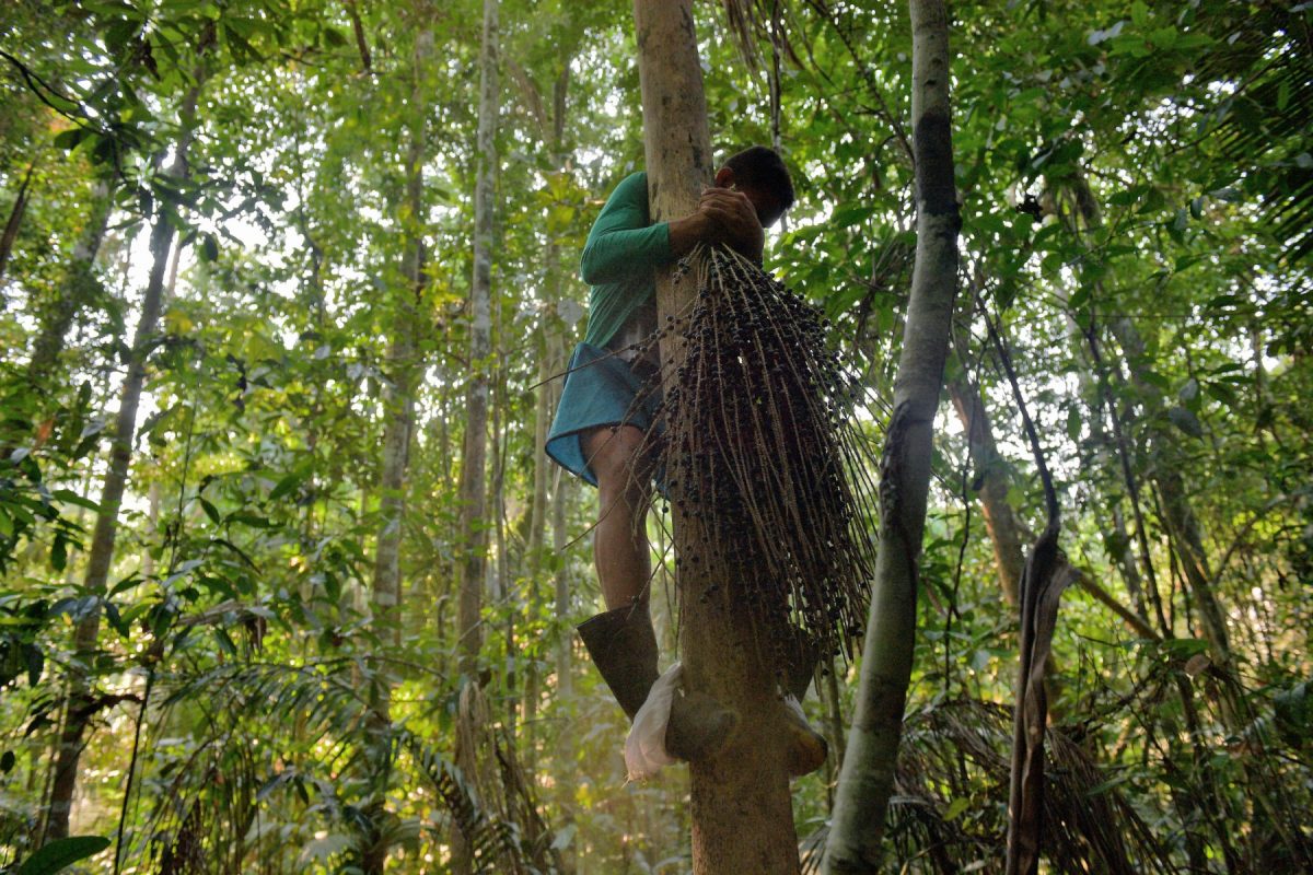 Um homem colhe açaí na reserva de Ituxi, perto da aldeia de Volta do Bucho na região da Amazônia Ocidental. Economia da Floresta em Pé pode elevar o PIB da região em quase 70%. Foto Carl de Souza/AFP