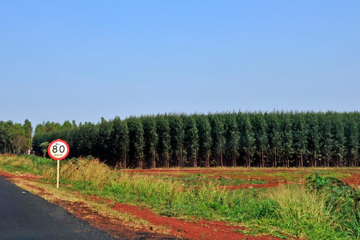Plantação de eucalipto no Mato Grosso do Sul, Brasil. O estado está localizado em uma região de Mata Atlântica, principal bioma do Brasil afetado pelo plantio de espécies exóticas, como o eucalipto. Foto Alamy