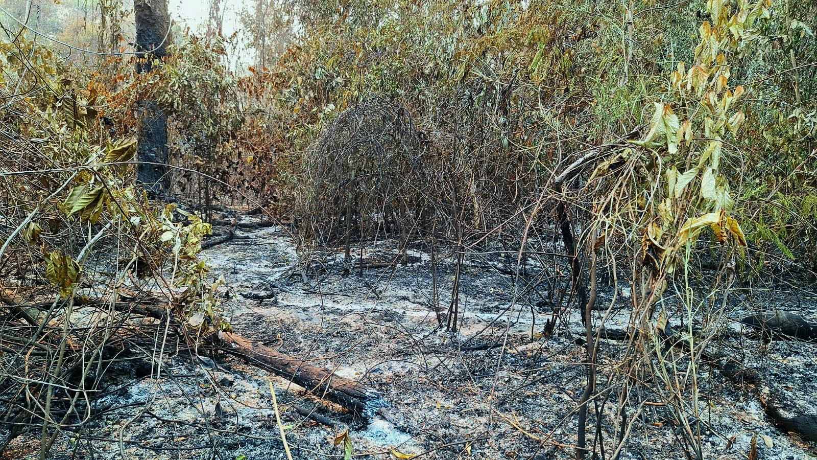 Plantação queimada na TI Yanomami: Roraima representou 40% do total queimado no país em janeiro (Foto: Associação Hutukara)