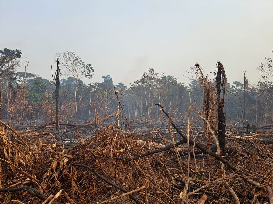 Área de floresta queimada dentro da TI Yanomami: fogo avança em Roraima e atinge terras indígenas (Foto: Associação Hutukara)