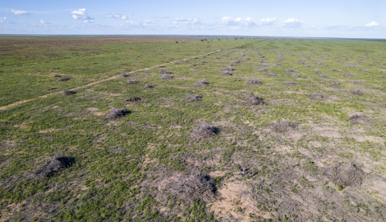 Área desmatada no Cerrado: 81% do desmatamento no bioma se concentrou nas bacias hidrográficas do Alto Tocantins, São Francisco Médio, Alto Parnaíba, Itapecuru e Araguaia (Foto: Rafael Coelho/IPAM)