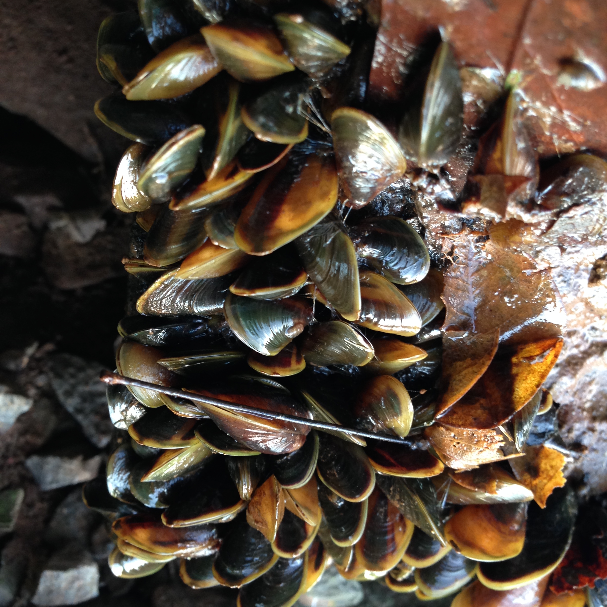 O mexilhão-dourado ou Limnoperma forturei vem sendo encontrado em áreas de usinas hidrelétricas. Foto Beloni Marterer