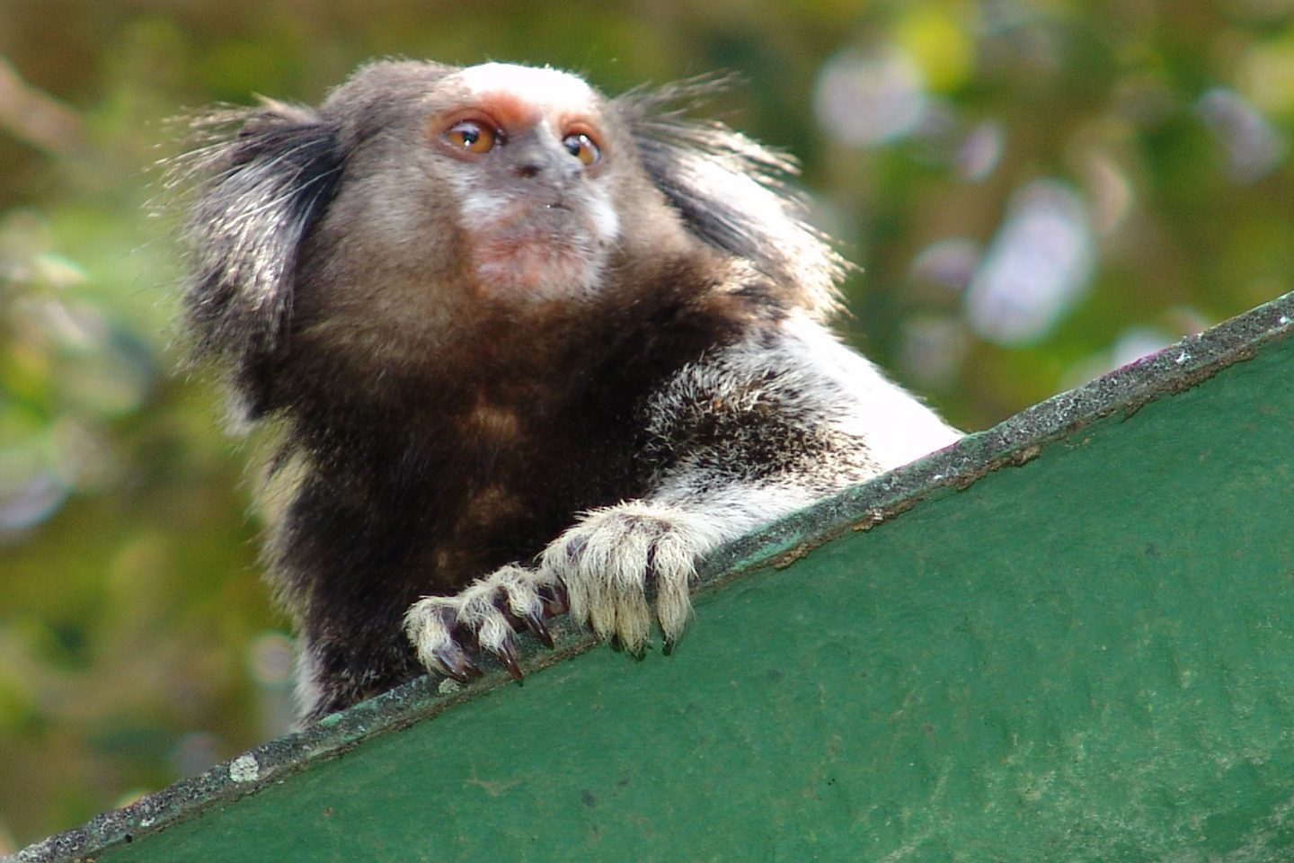 O sagui-de-tufo-preto, encontrado em florestas no sul do país, é uma das mais de 500 espécies invasoras registradas no Brasil. Foto Sílvia Ziller