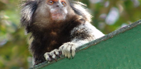 O sagui-de-tufo-preto, encontrado em florestas no sul do país, é uma das mais de 500 espécies invasoras registradas no Brasil. Foto Sílvia Ziller