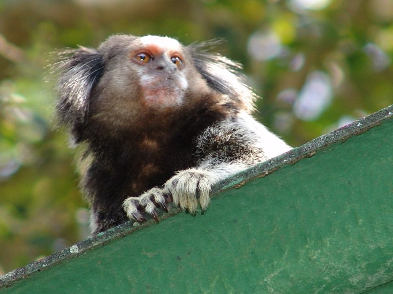 O sagui-de-tufo-preto, encontrado em florestas no sul do país, é uma das mais de 500 espécies invasoras registradas no Brasil. Foto Sílvia Ziller