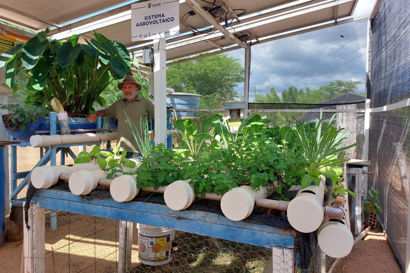 O professor Sebastião Alves no projeto-piloto do sistema agrofotovoltaico instalado em Ibimirim, no sertão de Pernambuco: criação de hortaliças, galinhas e peixes com energia solar (Foto: Letícia Barbosa / Coletivo Caburé)