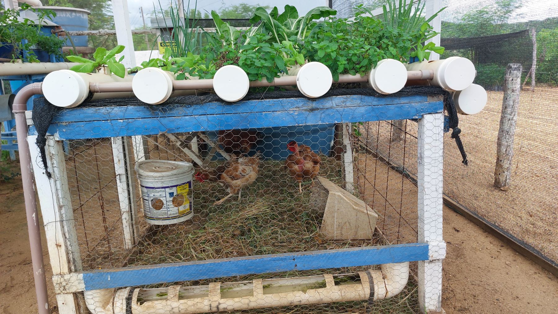Criação de galinhas abaixo das placas de energia solar e da horta: produção de energia e alimentos sem prejudicar o bioma Caatinga (Foto: Guilherme dos Santos /Coletivo Caburé)
