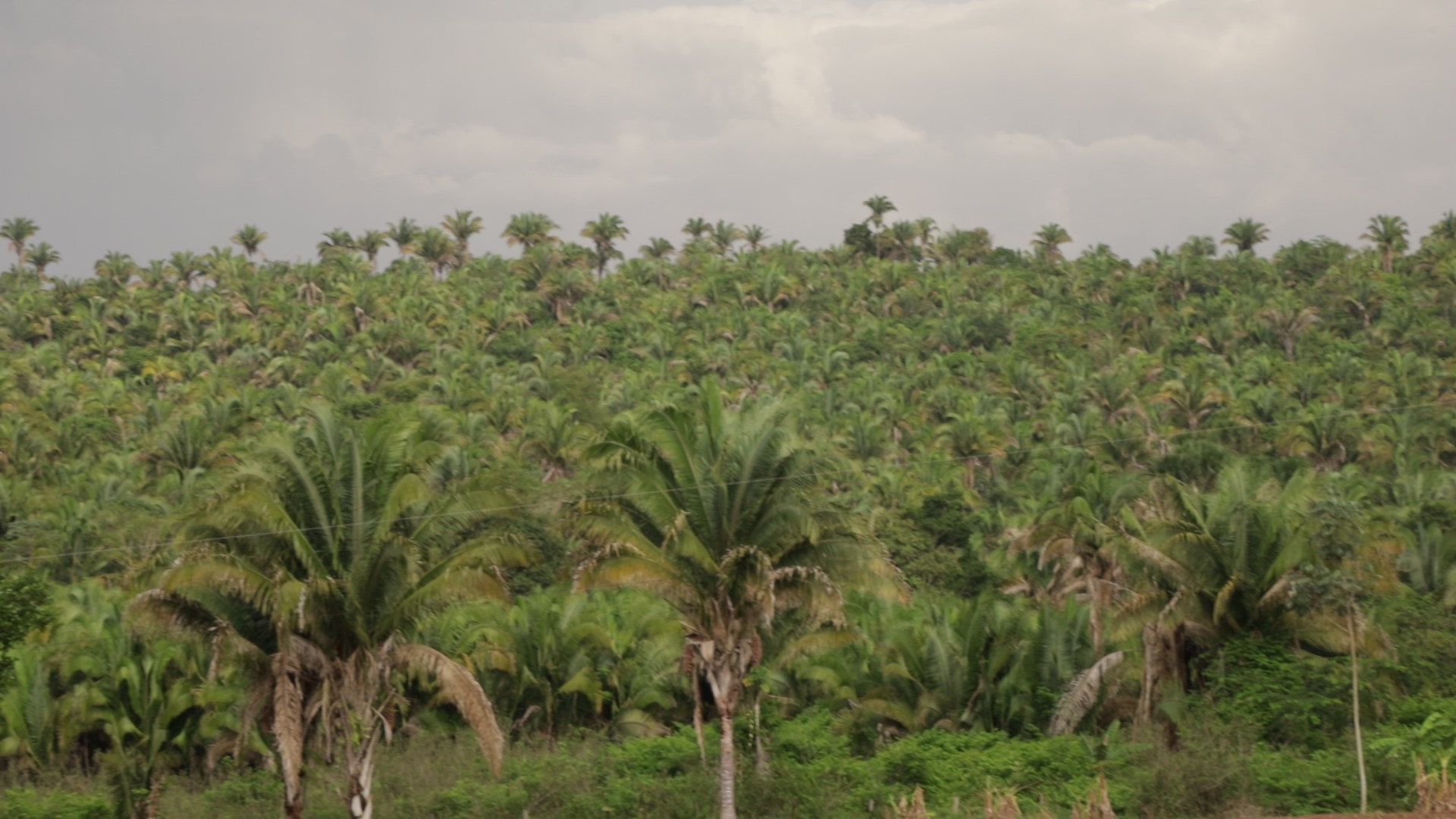 Babaçuais próximos ao município de São Miguel, em Tocantins: floresta em pé