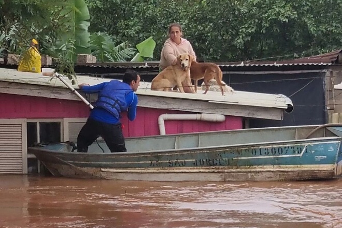 Voluntário resgata Sandra que ficou 40 horas no telhado de casa na Região Metropolitana de Porto Alegre até a chegada de equipe que pudesse levar também seus 27 gatos e seis cães (Foto: Instagram / Deisi Falci)