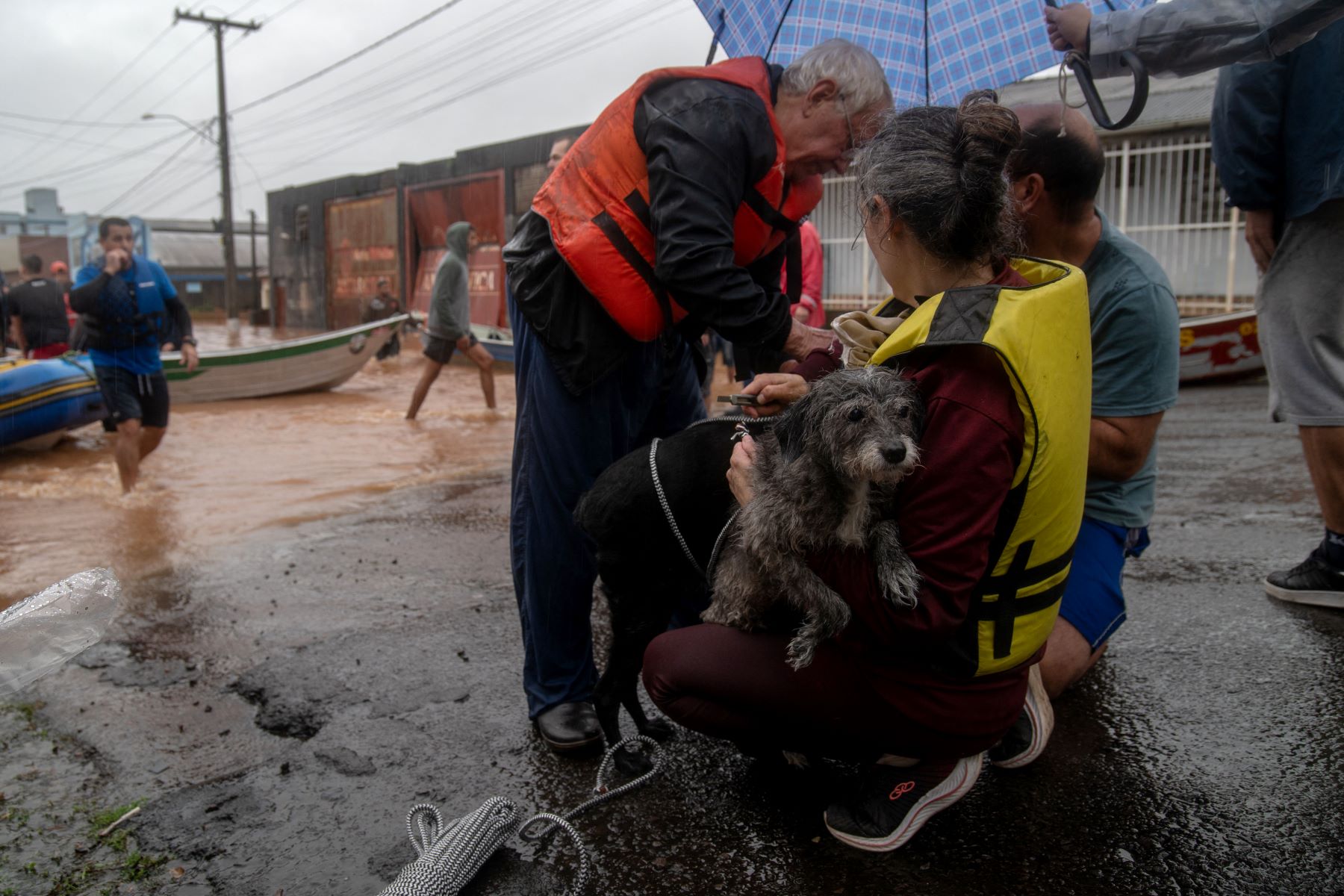 Cachorro resgatado da enchente no interior gaúcho: produtores relatam mortes de bois, porcos e galinhas (Foto: Carlos Fabal / AFP - 02/05/2024)