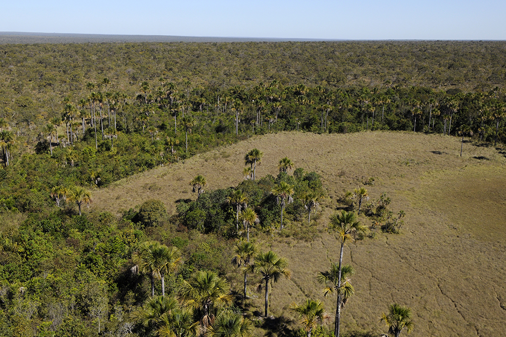 Desmatamento em região do bioma Cerrado: MapBiomas aponta que, em 2023, o Cerrado correspondeu a 61% da área desmatada em todo o país (Foto: Adriano Gambarini / WWF)
