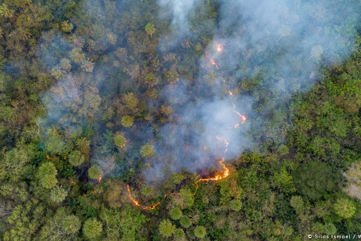 Pantanal em chamas com 880 focos de queimadas em 2024: agronegócio barrou iniciativa de município pantaneiro pelos direitos da natureza (Foto: Silas Ismael / WWF Brasil)