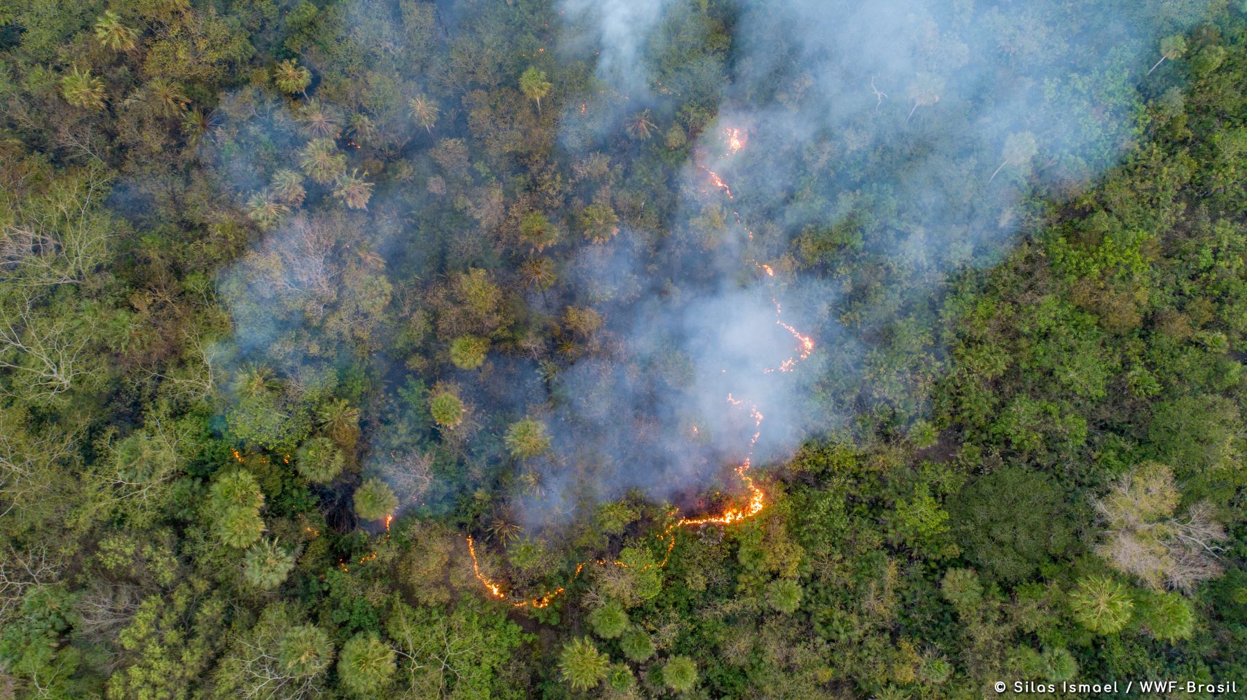 Pantanal em chamas com 880 focos de queimadas em 2024: agronegócio barrou iniciativa de município pantaneiro pelos direitos da natureza (Foto: Silas Ismael / WWF Brasil)