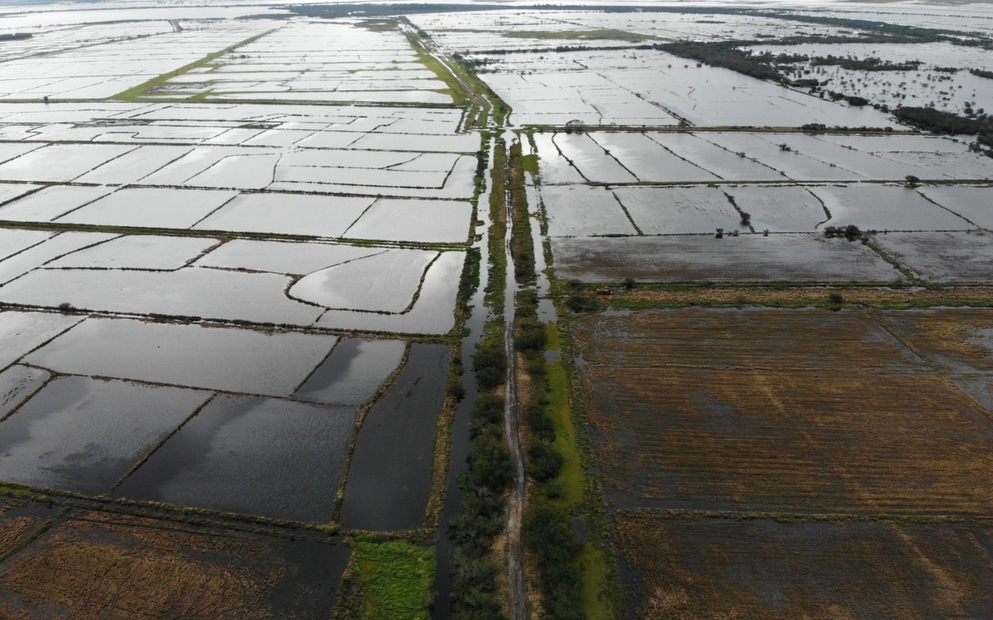 Produção de arroz de assentamento do MST destruída pelas chuvas: mais de um milhão de hectares de área de produção agropecuária afetada pelo desastre climático no Sul (Foto: Divulgação)