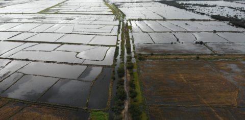 Produção de arroz de assentamento do MST destruída pelas chuvas: mais de um milhão de hectares de área de produção agropecuária afetada pelo desastre climático no Sul (Foto: Divulgação)