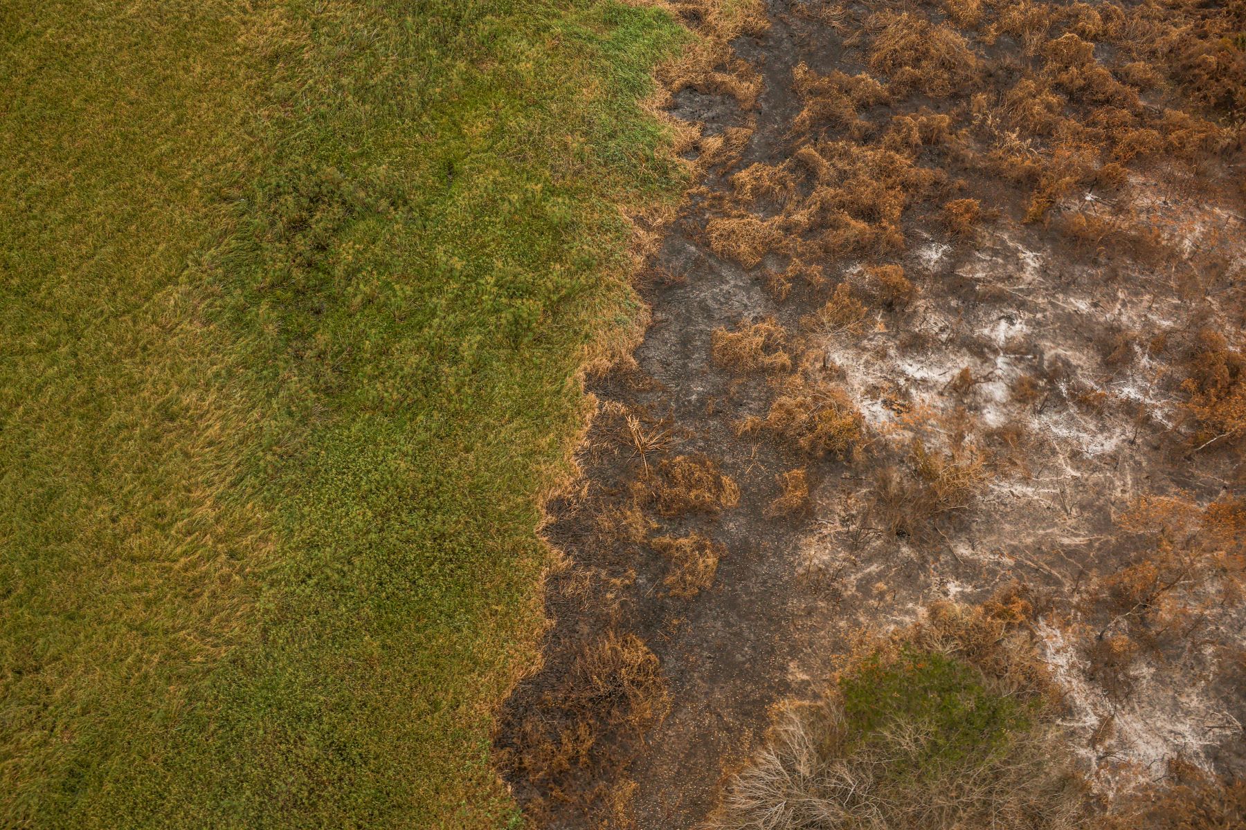 Imagem aérea mostra área queimada do Pantanal ao lado de vegetação ainda preservada: junho teve a maior média de área queimada no Pantanal registrada desde 2012 (Foto: Marcelo Camargo / Agência Brasil - 30/06/2024)