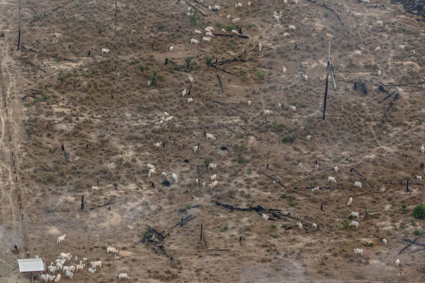 Rebanho de gado em área desmatada na Amazônia: enquanto perda de áreas naturais chegou a um terço do território do Brasil, área de pastagem aumentou 79% e a de agricultura cresceu 228% desde 1985 (Foto: Marizilda Cruppe / Greenpeace - 30/07/2024)