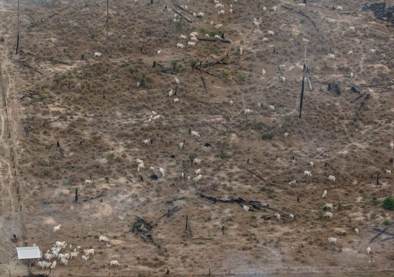 Rebanho de gado em área desmatada na Amazônia: enquanto perda de áreas naturais chegou a um terço do território do Brasil, área de pastagem aumentou 79% e a de agricultura cresceu 228% desde 1985 (Foto: Marizilda Cruppe / Greenpeace - 30/07/2024)