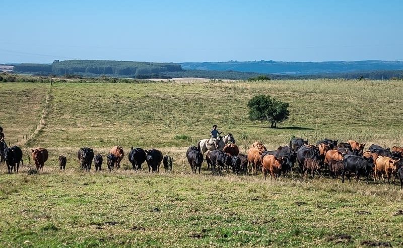 Foto colorida de pecuarista tocando o gado em campo do pampa gaúcho