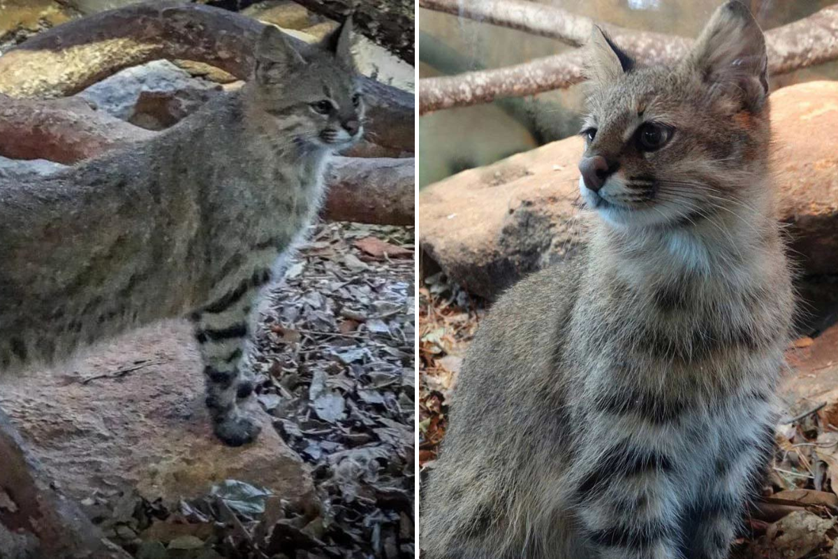 Imagem com duas fotos coloridas do gato-palheiro-pampeano