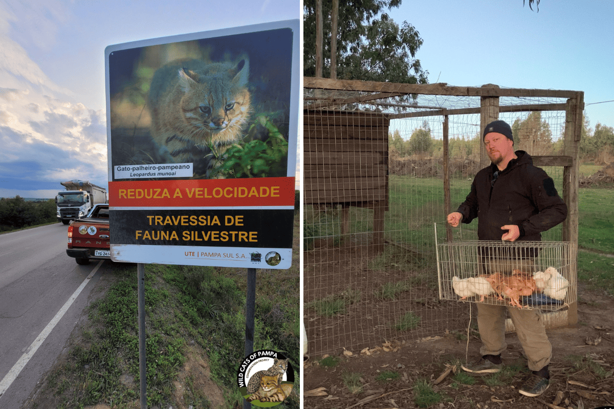 Duas imagens coloridas. Na imagem da esquerda, aparece placa com a foto de um gato-palheiro-pampeano em uma estrada e pedindo atenção aos motoristas. Na da direita, voluntário do Felinos do Pampa aparece diante de galinheiro protegido com telas para evitar conflitos com o felino