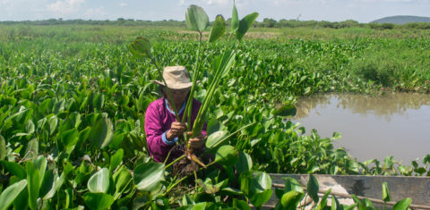 Dona Eliane na coleta de aguapé na Barra do Rio São Lourenço. Foto Mariana Giozza/VBIO
