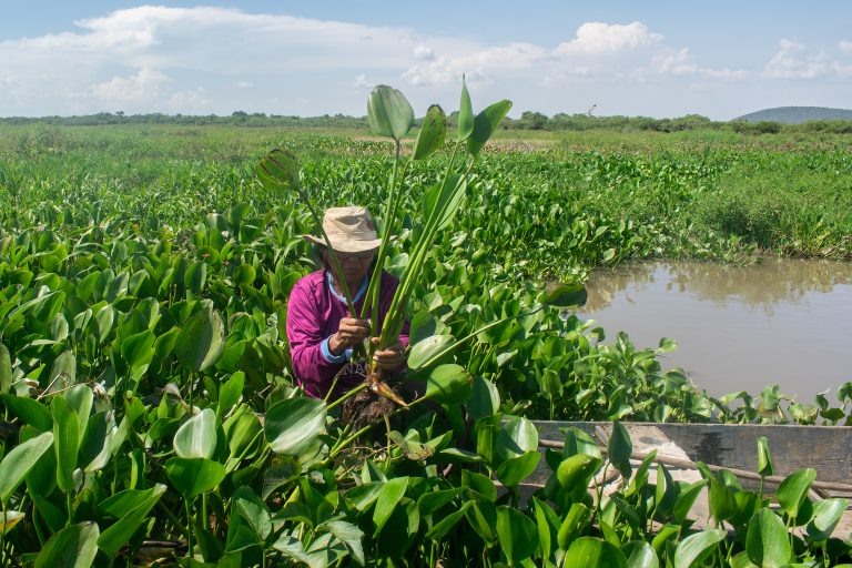 Dona Eliane na coleta de aguapé na Barra do Rio São Lourenço. Foto Mariana Giozza/VBIO