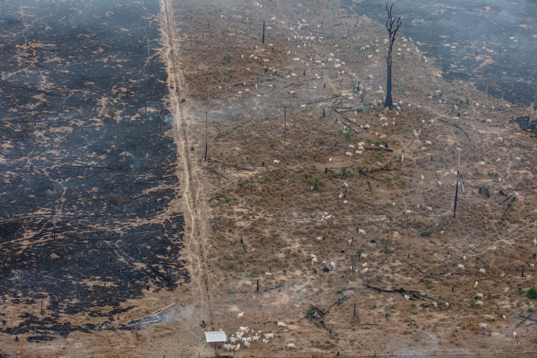 Gado em área queimada e desmatada na Amazônia: fogo descontrolado após uso por grandes pecuaristas e agricultores (Foto: Marizilda Cruppe / Greenpeace)