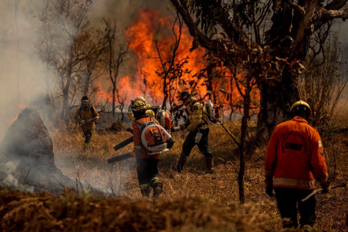 Brigadistas e bombeiros combatem incêndio em área de Cerrado no Distrito Federal: bioma tem mais queimadas do que a Amazônia ( Foto: Marcelo Camargo / Agência Brasil - 24/08/2024)