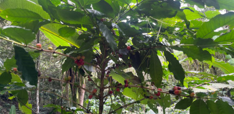 Pé de café lotado no Sítio Águas Finas: sol, clima ameno e vegetação abundante. Foto Caroline Rocha