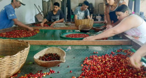 Produção artesanal de café une história, preservação e turismo na região serrana do Ceará