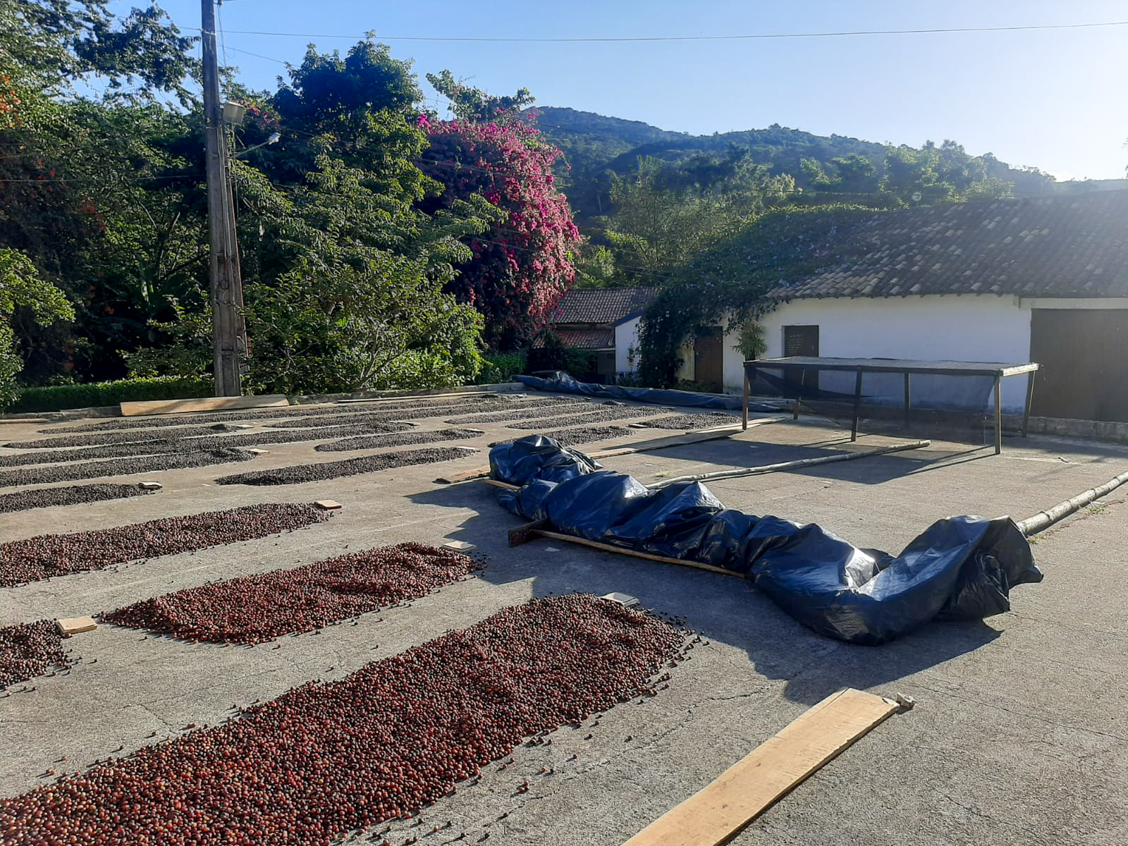 Tempo de colheita no sítio São Roque. Foto Acervo Sítio São Roque