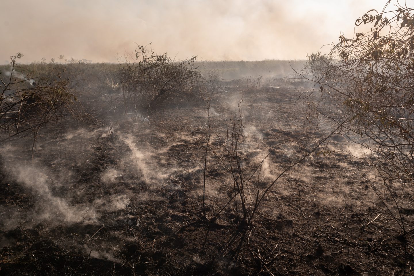Foto colorida de área de vegetação queimada pelo fogo no Pantanal