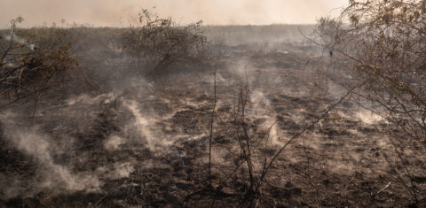 Foto colorida de área de vegetação queimada pelo fogo no Pantanal