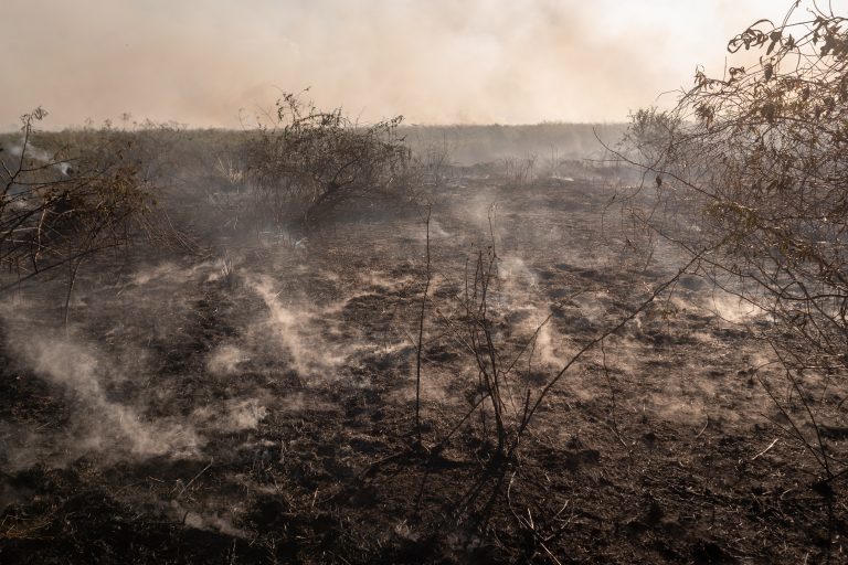 Foto colorida de área de vegetação queimada pelo fogo no Pantanal