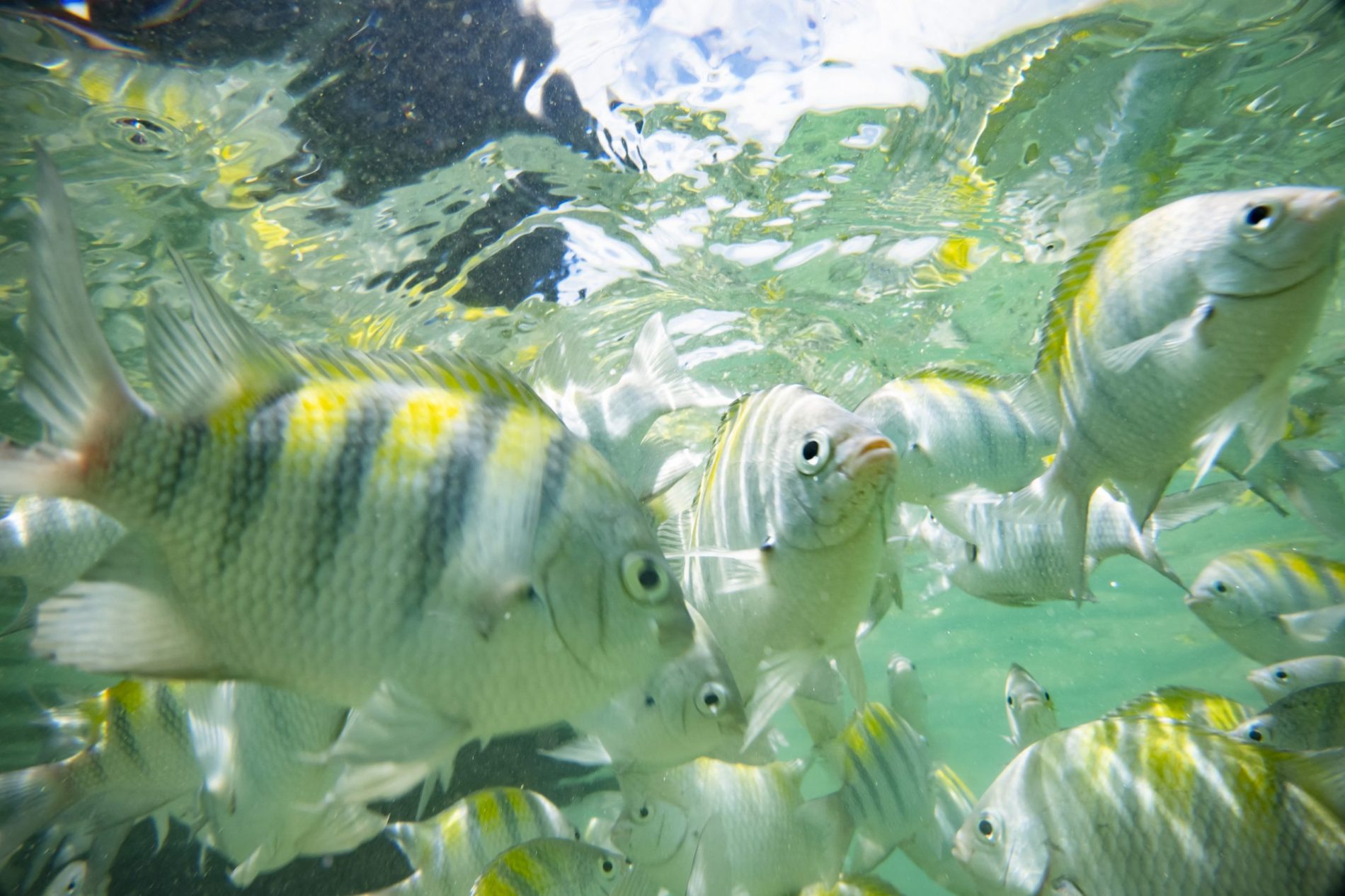 Um cardume de peixes nada nas piscinas naturais de Moreré, na ilha de Boipeba, na Bahia. Pesca no Brasil vem sendo superexplorada e parte dela está em colapso. Foto Emmanuele Contini/NurPhoto via AFP