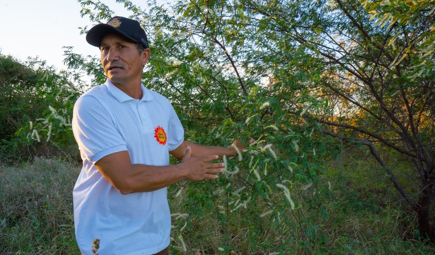 Seu Petrônio mostra a florada da jurema preta, resultado do seu trabalho de reflorestamento na Caatinga. Foto Arquivo Pessoal