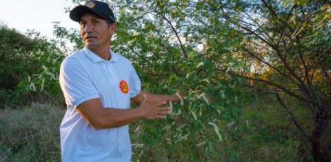 Seu Petrônio mostra a florada da jurema preta, resultado do seu trabalho de reflorestamento na Caatinga. Foto Arquivo Pessoal