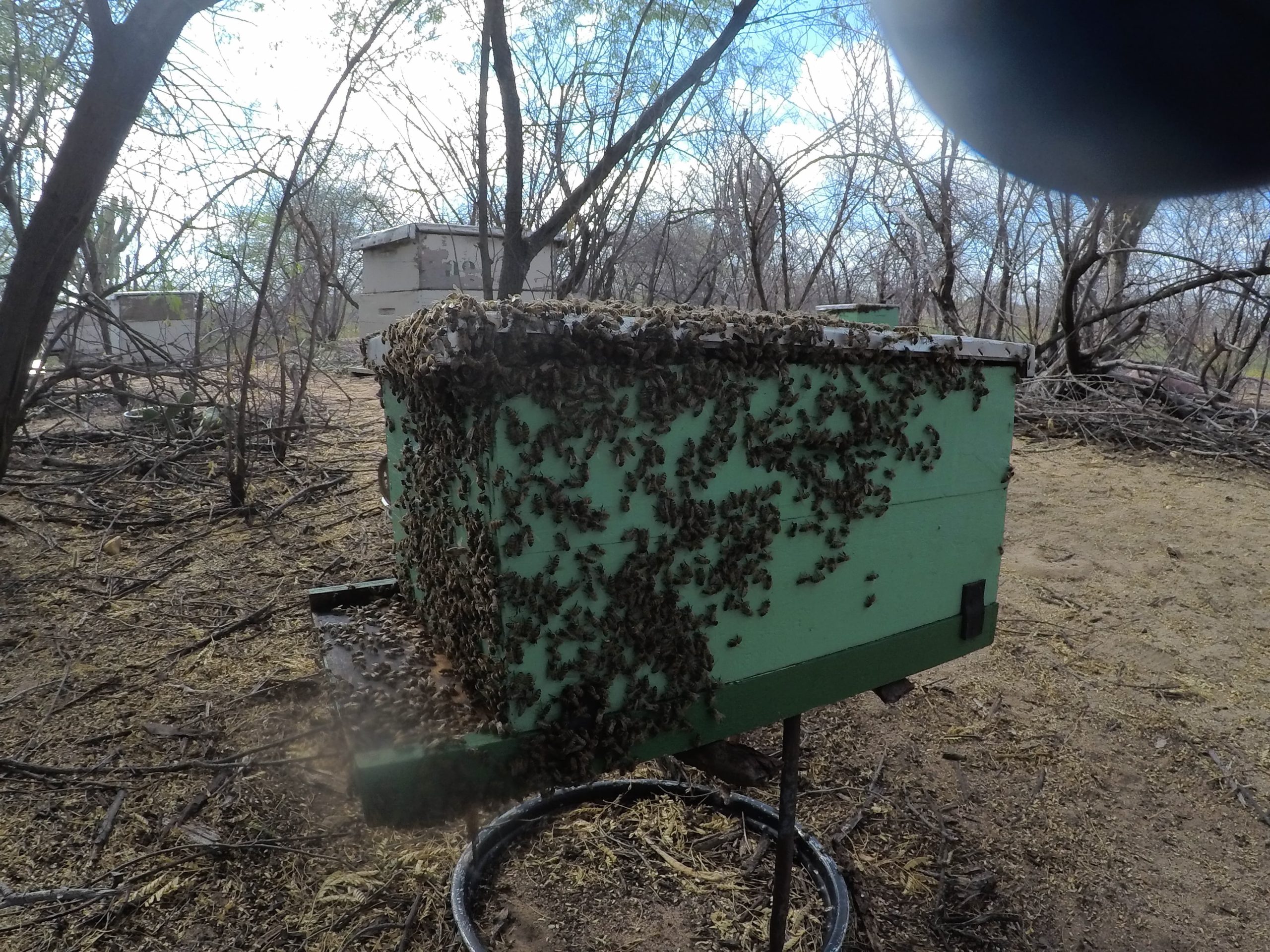 Uma das 87 caixas de abelhas que compõe o apiário agroecológico de Auricleia Gomes. Foto Arquivo Pessoal